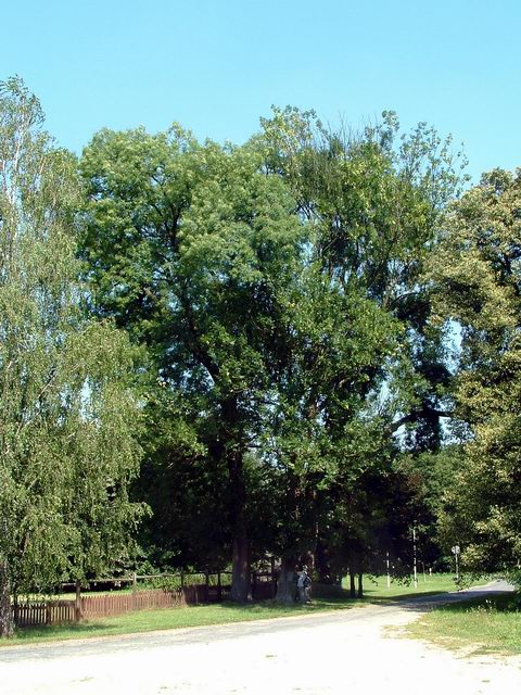 Erzsébet kirányné fái az Ablánci malomcsárda parkolójában