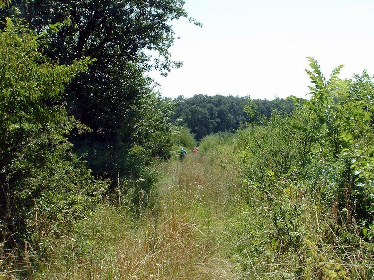 A keréknyomok eltűntek, maradt a dzsindzsa