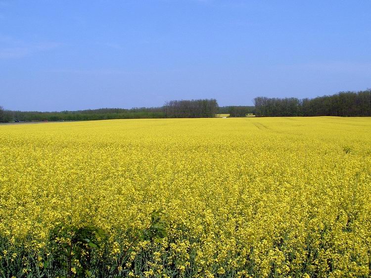 Virágzó repcemező a 84-es főút mellett