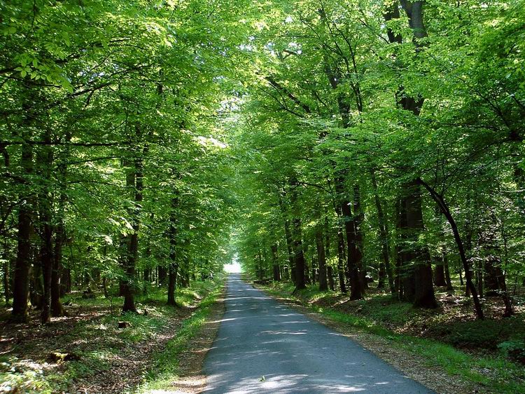 On the asphalt road of Farkas Forest