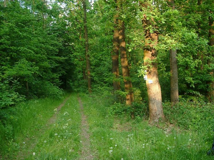 Kéktúra pecsételőhely a Külső-erdőben