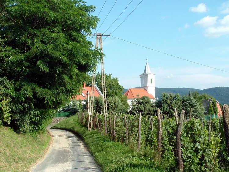 Ereszkedés a szőlők között Zalaszántóra