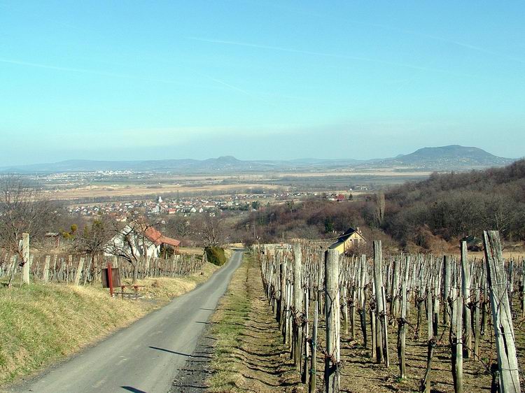 Szőlők között ereszkedünk Lesenceistvándra