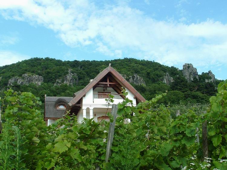 A glimpse towards the basalt rocks of Badacsony from the vineyards