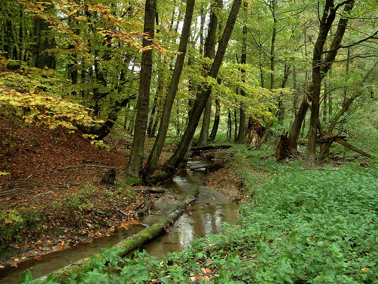 In the valley of Torna Creek