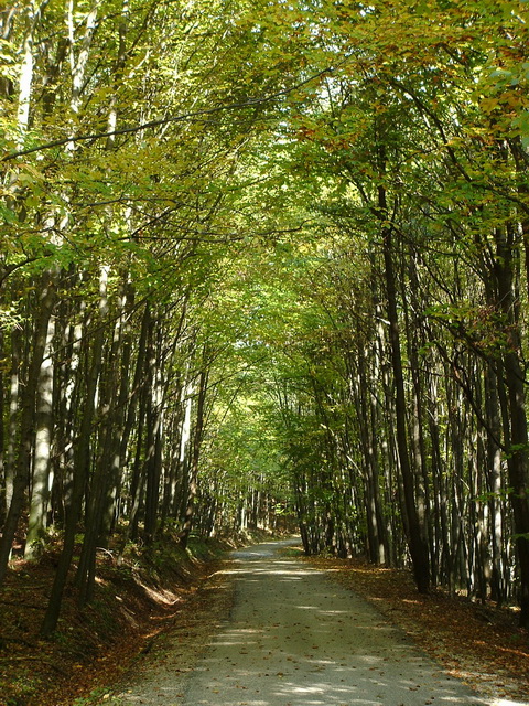 On a narrow asphalt road towards Bakonybél