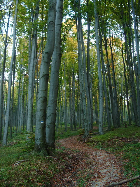 A Kőris-hegy oldalában 1.