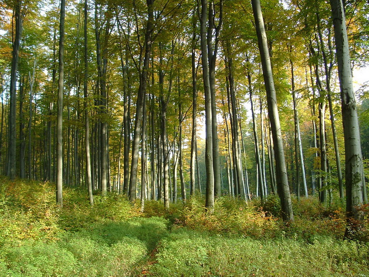 On the plateau of Kőris Mountain