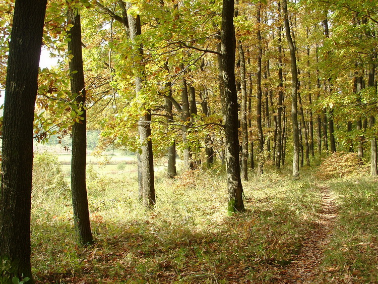 Erdőszéli ösvényen