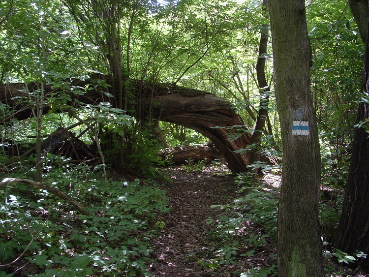 Jungle in the valley of Gaja Creek