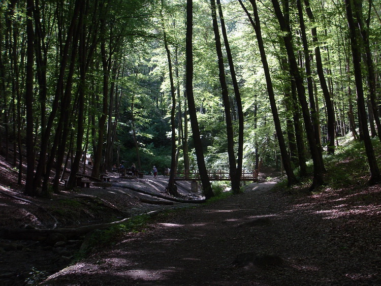 In the valley of Gaja Creek