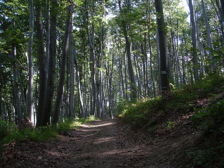 In the side of the Plateau of Tés