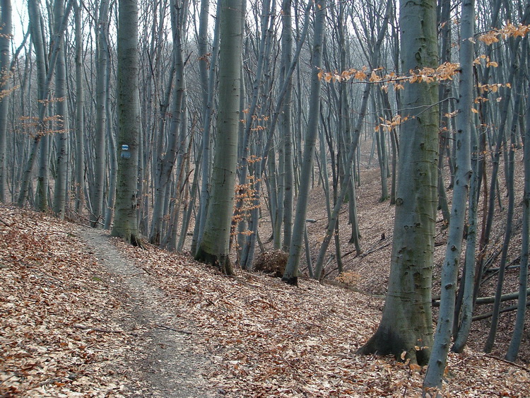 A Tűzköves-árokban