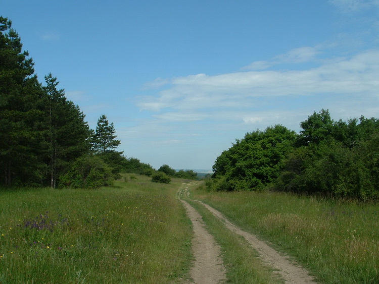 On the fields of the plateau