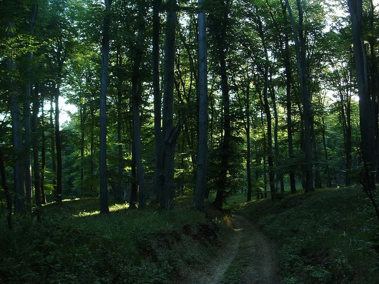 In the Ciklámen Valley