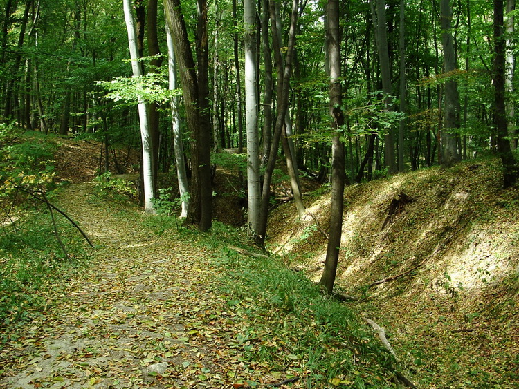 Road in the forest