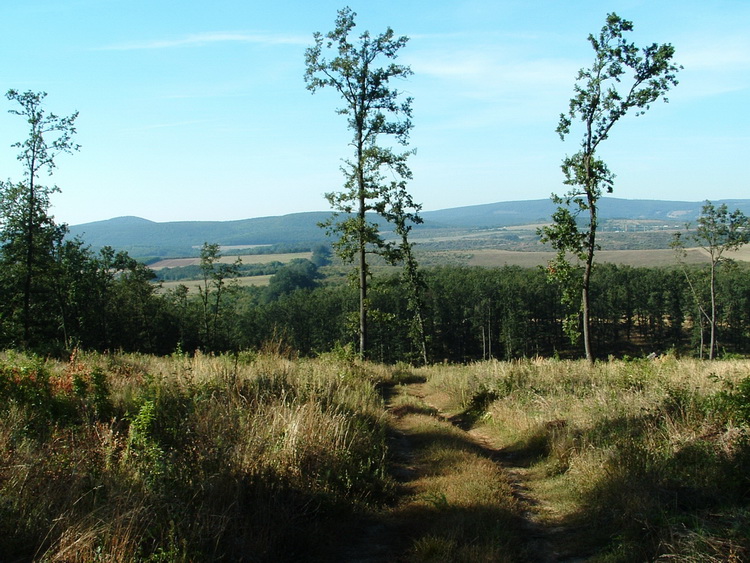 View from the top of the clear-cut. You can see the ridge of Halyagos in the background