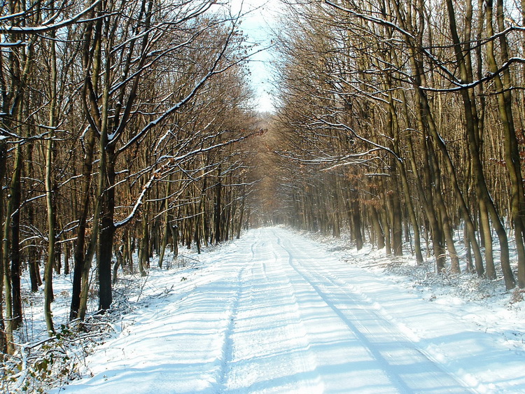 Az erdei út télen