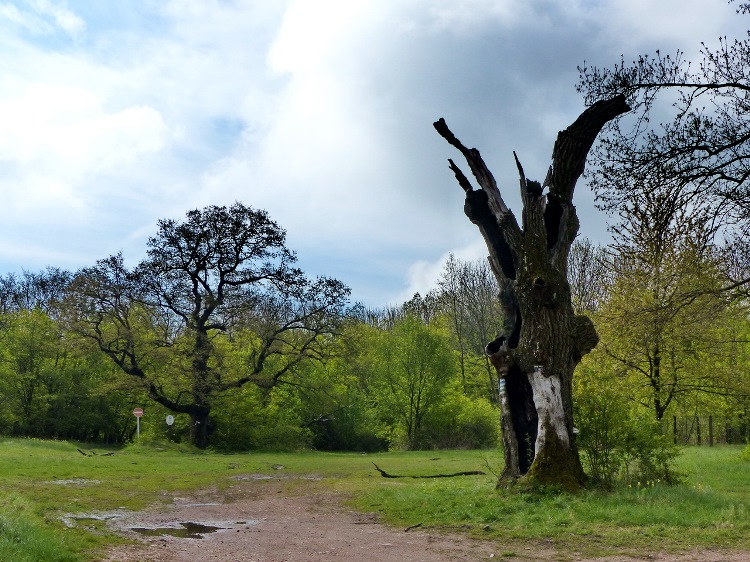 Two old turkey oak trees were standing on the clearing, but one of them burnt down because of a thunderbolt.