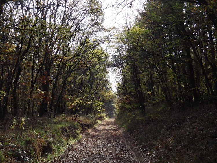 Sandy dirt road in the forest towards Piliscsaba village