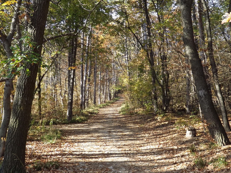 Footpath in the side of Hármashatár-hegy Mountain