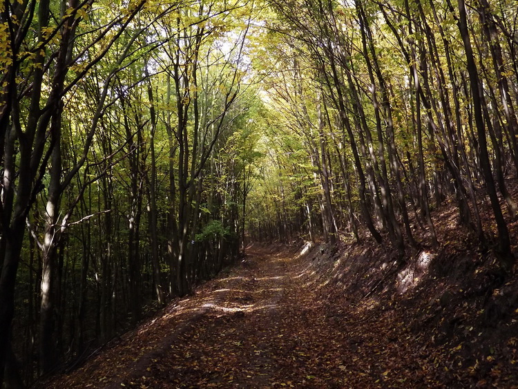 Descent in the forest