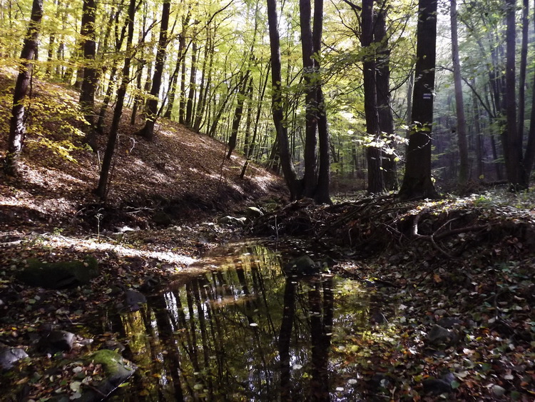 In the valley of the Bükkös Creek