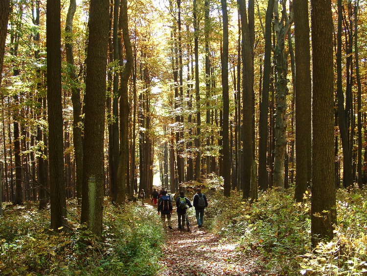 Descending road in the side of Csóványos