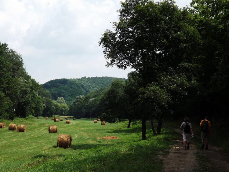 Walk beside the long meadows