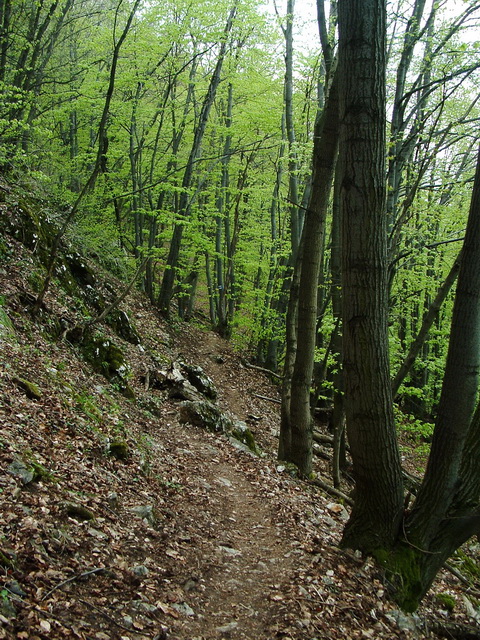 On the steep northern side of Naszály Mountain
