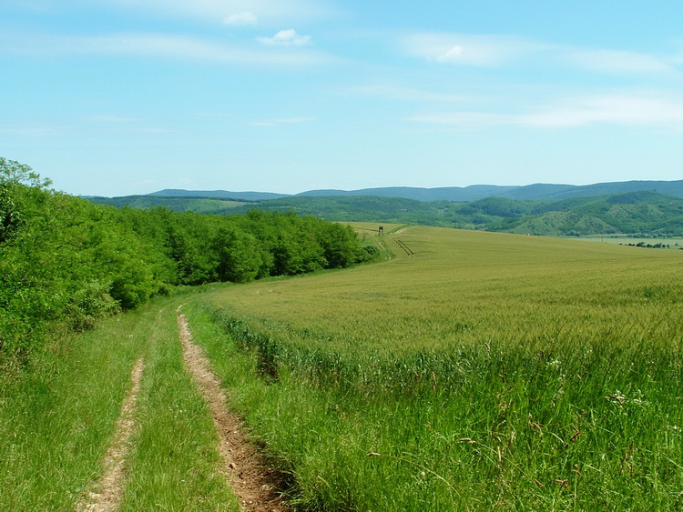 Mezők szélén Szandaváralja és Terény között