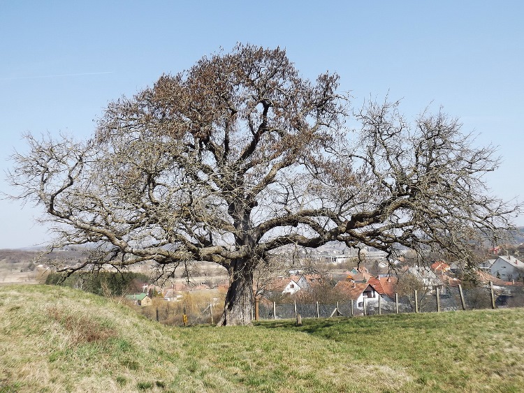 Romhány - A település határában áll a Rákóczi törökmogyórófa