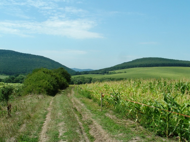 On wheel tracks beside fenced areas