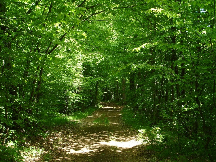 On dirt road in the shady forest