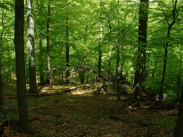 Az Őserdő mellett visz el az utunk