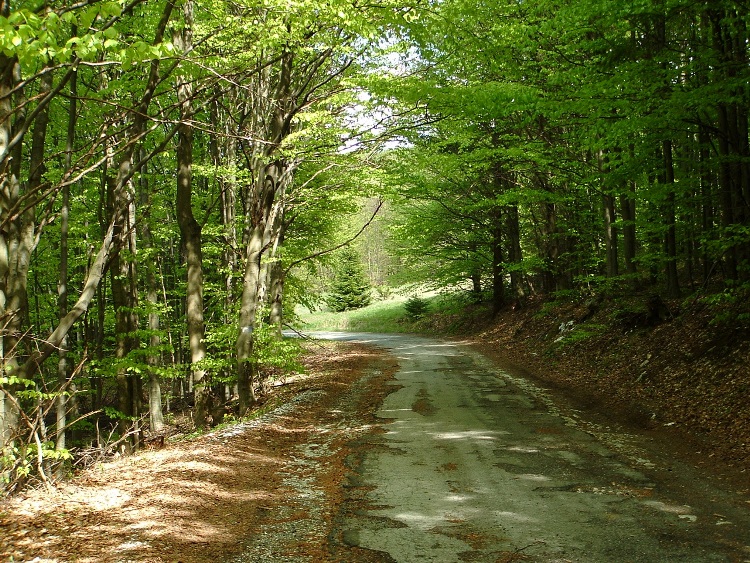 Potholed asphalt road in the forest