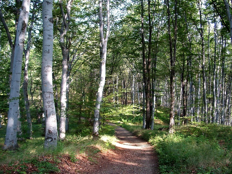 Descending dirt road in the northern side of the plateau of Bükk