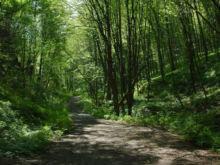 A Vár-völgy árnyas földútján vezet a kéktúra