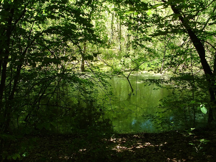 At the coast of Kis-Mohos-tó Lake