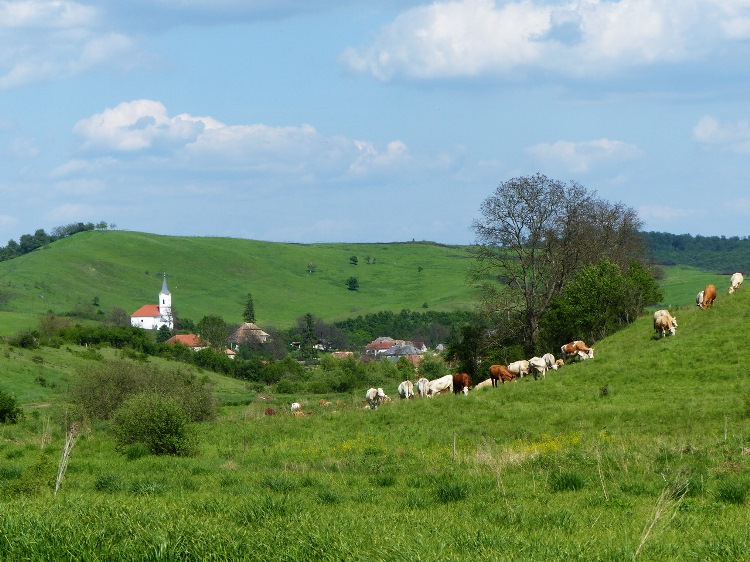 We hike in the Bors-völgy Valley towards Zádorfalva village