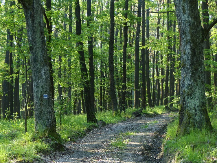 Well trodden dirt road in the oak forest