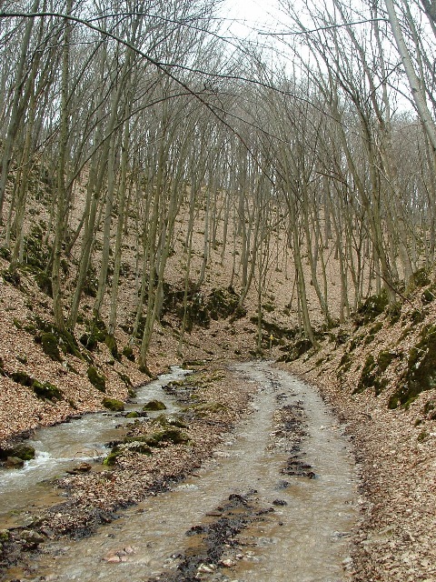 A Tohonya-patak völgye kora tavasszal