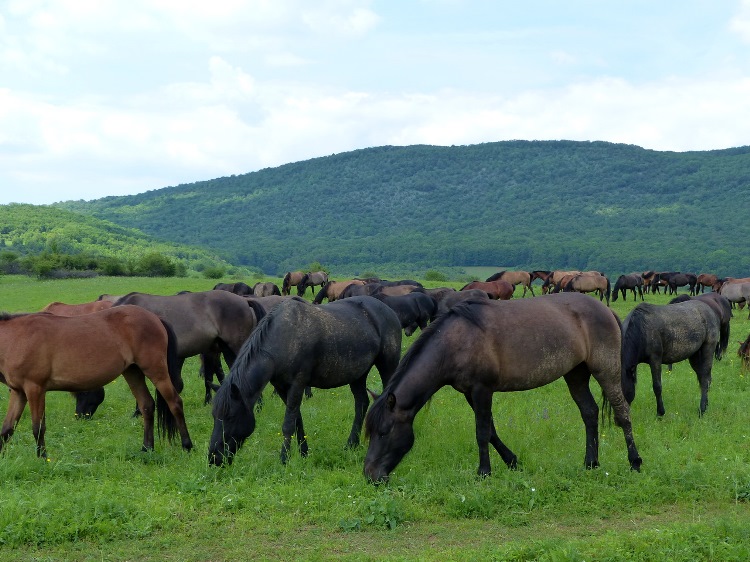 The Hucul Herd