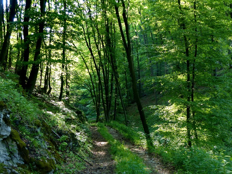 The upper section of Patkó-völgy Valley