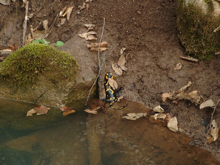 Foltos szalamandra a patak vizében