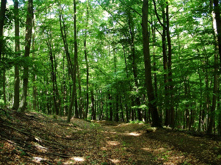 Road in the shady forest