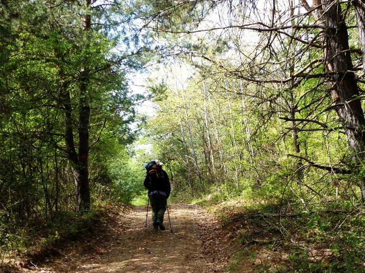 Hike on the shady dirt road