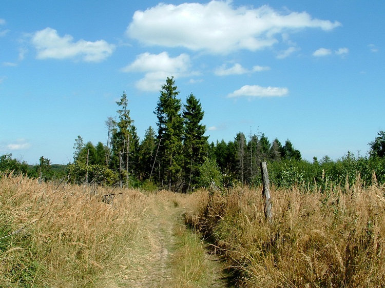 The wheel tracks meanders among fenced tree plantations