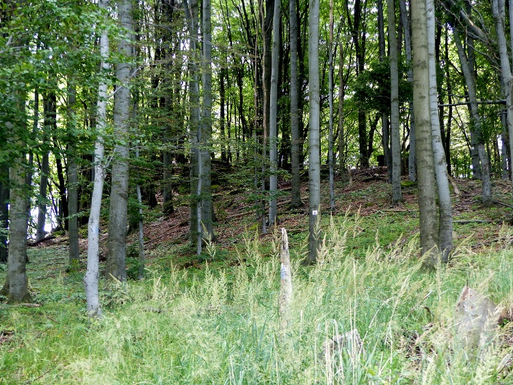 The rocks of Pengő-kő stand among trees