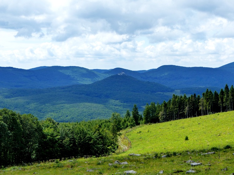 Panorama from the upper edge of the new clear-cut